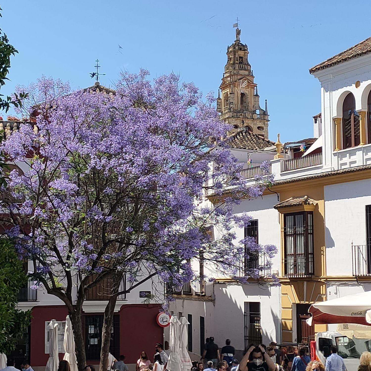 A 20 Metros De La Mezquita Catedral ,Apartamentos Turistico Cespedes 5 กอร์โดบา ห้อง รูปภาพ